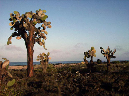 Galapagos