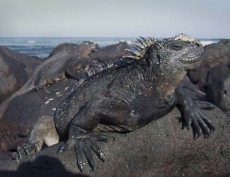 iguana