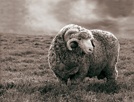 merino schaap