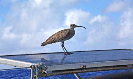 bird at Fiji