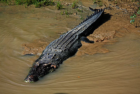 saltie de croc