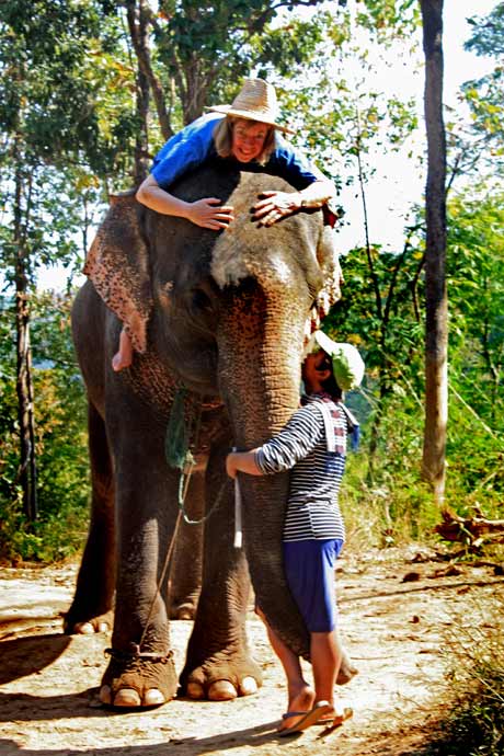 Changmai, elephants