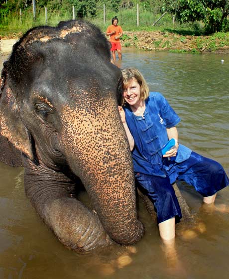 Changmai, elephants