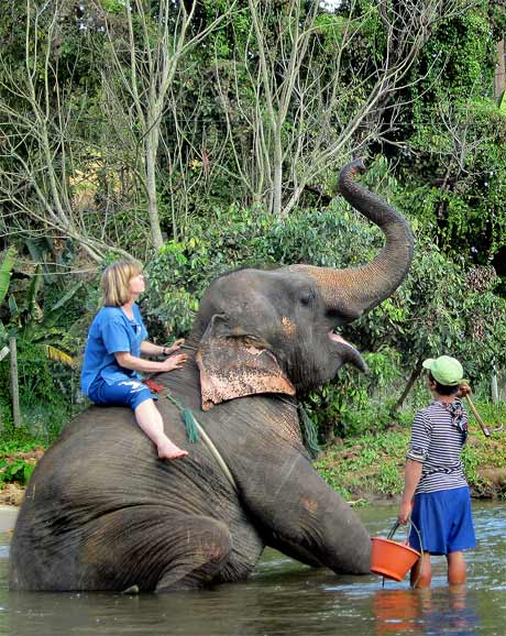 Changmai, elephants