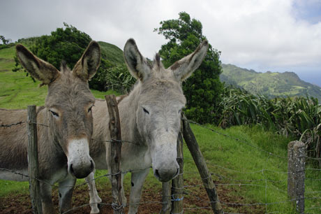 donkeys