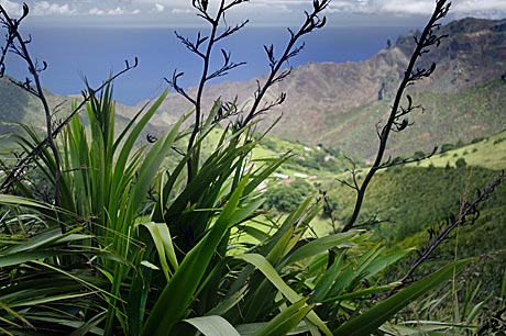 Flax, Saint Helena, South Atlantic Ocean