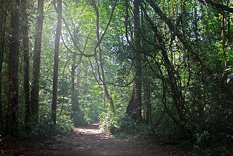 Brownberg, jungle, Suriname