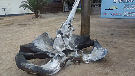 Walvis Bay bones