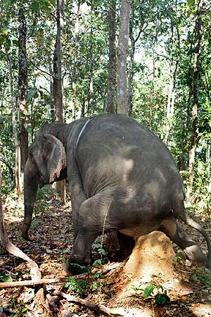 Changmai, Elephante