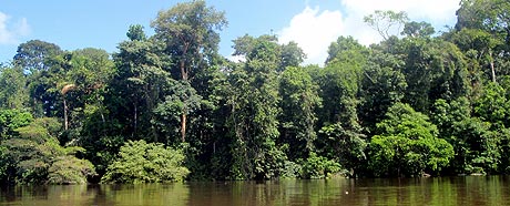 jungle, river, Suriname